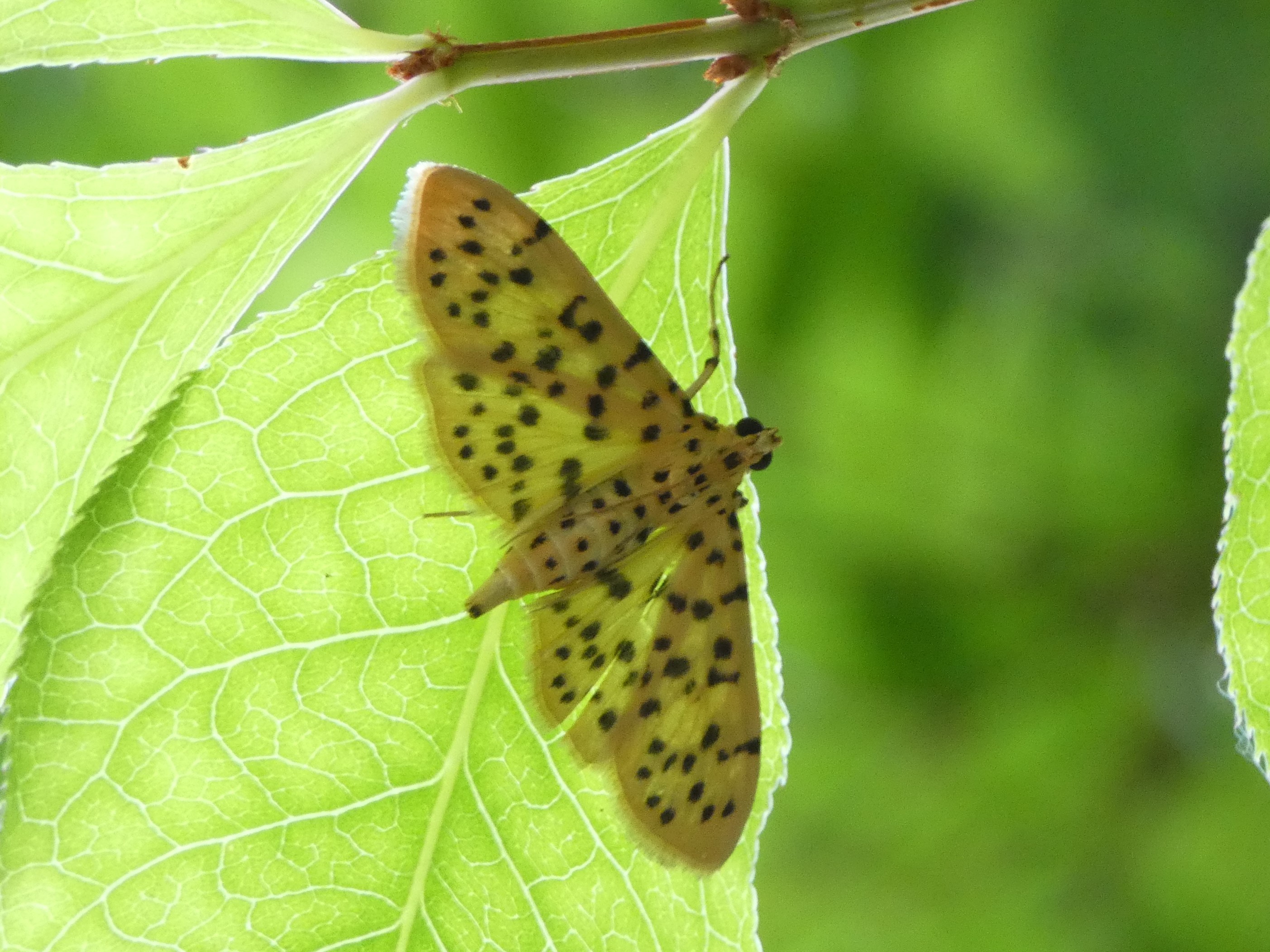 photo_1